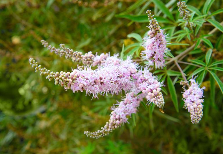 a flowering Vitex plant